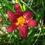 Hemerocallis Starling